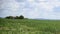 Soy plantation and wind and rain clouds on the blue horizon