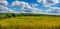 soy plantation with yellow leaves and soy beans on soybean cultivated field. Autumn