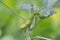 soya beans in pods plant