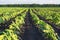 Soya field with rows of fresh green stems