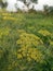 Soya flower edible herbs