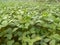 Soyabean tree and green leaf in the field