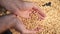 soybean agriculture. farmer holding soybean grains close-up. agriculture business soy a farm concept. farmer hands