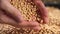 soybean agriculture. farmer holding soybean grains close-up. agriculture business soy farm concept. farmer hands are