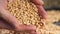 soybean agriculture. farmer holding soybean grains close-up. agriculture business soy a farm concept. farmer hands are