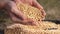 soybean agriculture. farmer holding soybean grains close-up. agriculture business soy a farm concept. farmer hands are