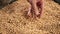 soybean agriculture. farmer touching soybean grains close-up. agriculture business soy a farm concept. farmer hands are