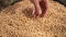 soybean agriculture. farmer touching soybean grains close-up. agriculture business soy a farm concept. farmer hands