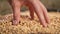 soybean agriculture. farmer touching soybean grains close-up. agriculture business soy a farm concept. farmer hands are