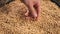 Soybean agriculture. Farmer touching soybean grains close-up. Agriculture business soy a farm concept. Farmer hands are