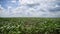 Soybean crop in drought period and rain clouds in the blue sky