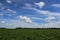 Soybean crop field , in the Buenos Aires Province Countryside,