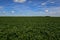Soybean crop field , in the Buenos Aires Province Countryside,