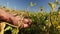 Soybean crop.Hands inspecting a soybean pod in a soybean field on a blue sky and windmills background. Pods of soybeans