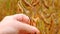 Soybean crop. Pods of ripe soybeans in a female hand.field of ripe soybeans.