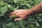 Soybean crops growth control concept, farmer agronomist examining plants in field