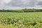 Soybean crops in Missouri