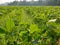 Soybean farm in a rural area in Chiang Mai, Thailand