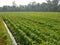 Soybean farm in a rural area in Chiang Mai, Thailand