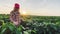 soybean farmer. agriculture a business concept. farmer girl examines the soybean crop at sunset. farmer lifestyle walk