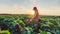 soybean farmer. agriculture a business concept. farmer girl examines the soybean crop at sunset. farmer walk agriculture