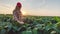 soybean farmer. agriculture a business concept. farmer girl examines the soybean crop at sunset. farmer walk agriculture