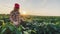 soybean farmer. agriculture a business concept. farmer girl examines the soybean crop at sunset. farmer walk lifestyle