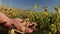 Soybean.farmer checks the soybeans for ripeness.Hands inspecting a soybean pod in a soybean field on a blue sky and