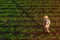 Soybean farmer with drone remote controller in field