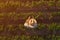 Soybean farmer with drone remote controller in field