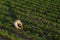 Soybean farmer in field, aerial view