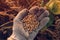 Soybean farmer handful of harvested crop seed