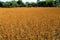 Soybean Field   56088