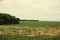 Soybean Field with Dying Volunteer Corn