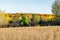 Soybean field in early fall ready for harvest, close up, selective focus, background blur, foreground blur