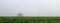 Soybean field with a foggy morning sky.