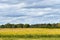 Soybean Field, Golden, Fall, Autumn