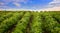 Soybean field, low angle view