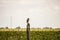 soybean field and owls birds