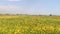 Soybean field panorama