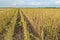 Soybean field ripe just before harvest, agricultural landscape