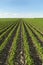 Soybean field ripening at spring