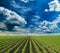 Soybean field ripening at spring season, agricultural landscape.