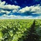 Soybean field ripening at spring season, agricultural landscape.