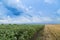 Soybean field ripening at spring season next to stubble field