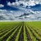 Soybean field ripening at spring season, tractor spraying crops