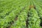 Soybean Field Rows