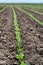 Soybean Field Rows