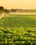 Soybean field in south dakota