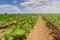 Soybean fields rows in summer season. Rows of young soybean